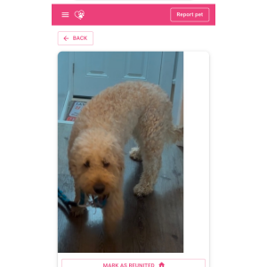 Image of Blue, Lost Dog