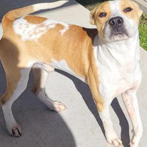 Found Dog unknown