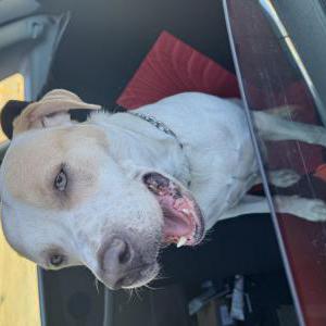 Found Dog Unknown