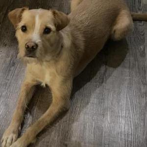 Lost Dog Bosco