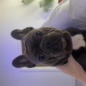 Lost Dog Anubis