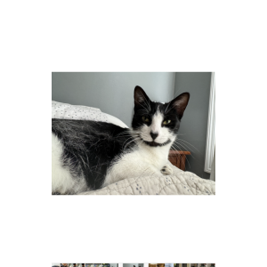Image of Auggie, Lost Cat