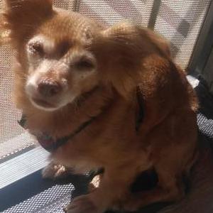 Lost Dog Riley