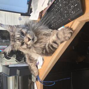 Image of ichero, Lost Cat