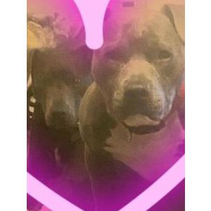 Image of Princess, Found Dog