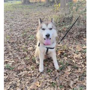 Lost Dog Koda