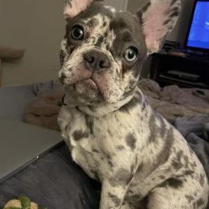 Lost Dog Sophie