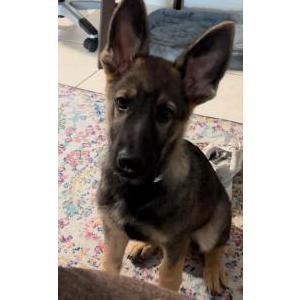 Lost Dog Kutya