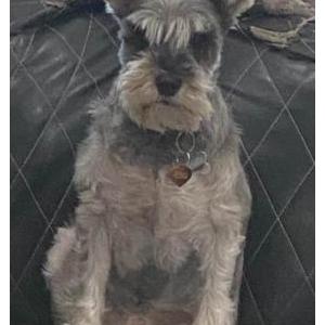 Lost Dog Maggie