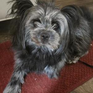 Found Dog Unknown