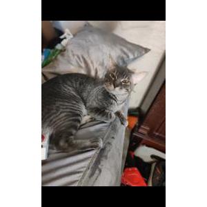Image of Scrappy, Lost Cat