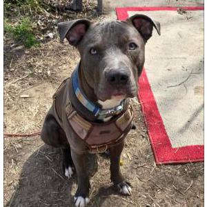 Image of BUDDY, Lost Dog