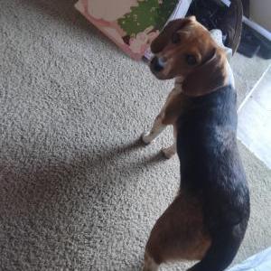 Found Dog Unknown