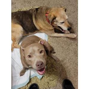 Lost Dog Zula