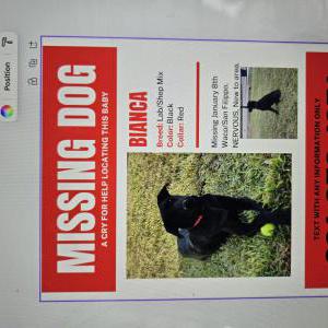 Image of Bianca, Lost Dog