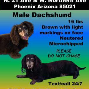 Lost Dog Reese
