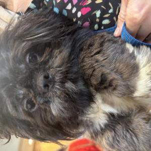 Found Dog NA