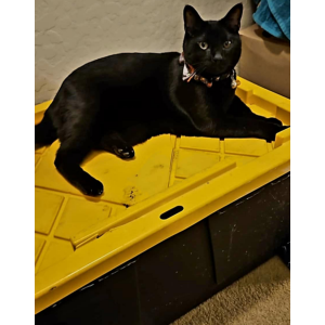 Image of Kirby, Lost Cat