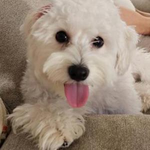 Lost Dog Zoe