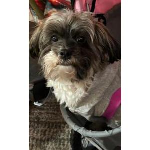Lost Dog Diamond