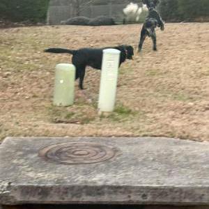 Image of Unknown, Found Dog