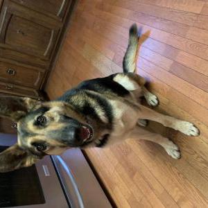 Lost Dog Kylo