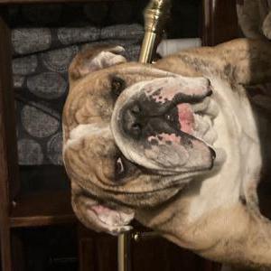 Image of Mac, Lost Dog