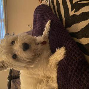 Image of sugar, Lost Dog