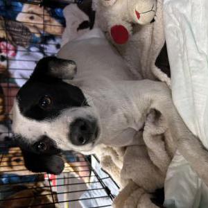 Found Dog unknown