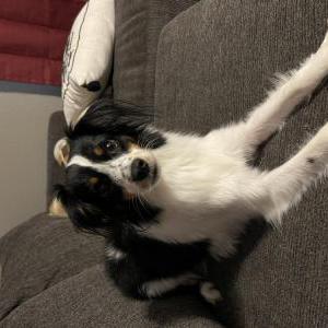 Image of Coda, Lost Dog