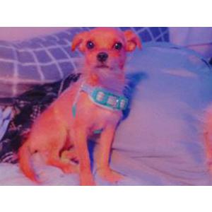 Lost Dog Crybaby