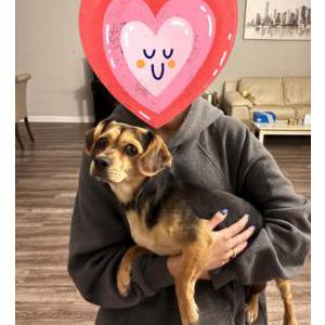 Found Dog Unknown