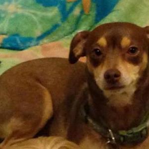 Image of Mochi, Lost Dog