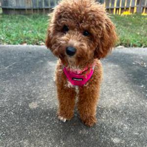 Lost Dog Coco