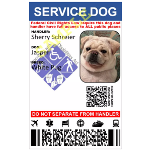 Lost Dog Jasper  White Pug