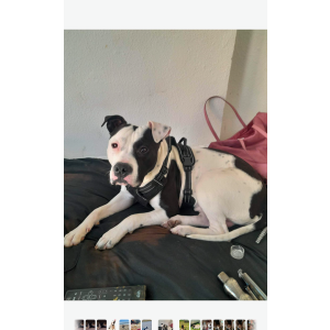 Lost Dog Kalvin James