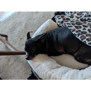 Image of unknown, Found Dog