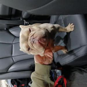 Found Dog Unknown