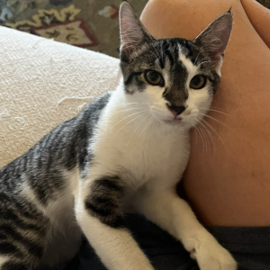 Image of Branch, Lost Cat