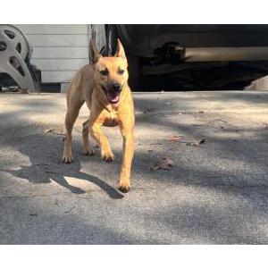 Image of Unknown, Found Dog