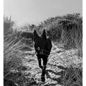 Image of Lucy, Lost Dog