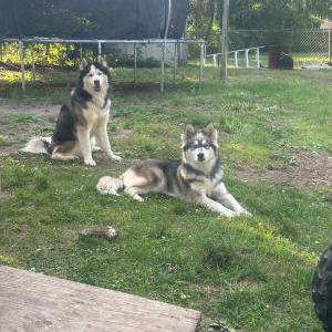 Image of Mako and Blue, Lost Dog