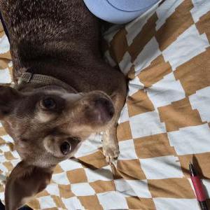 Found Dog Unknown