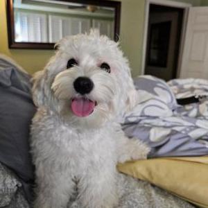 Lost Dog Zoe
