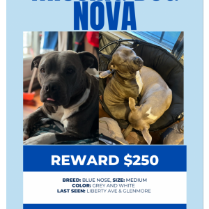 Lost Dog Nova g