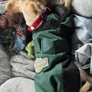 Lost Dog Luna
