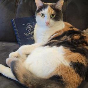 Image of Callie, Lost Cat