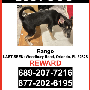 Lost Dog Rango