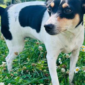 Image of Scrappy-Doo, Lost Dog