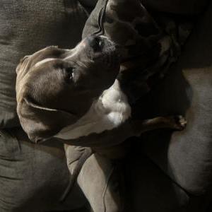 Lost Dog Sparkles